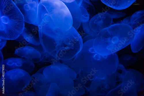 jellyfish in blue water © EwaStudio