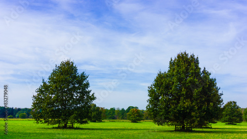meadow with big oak tree