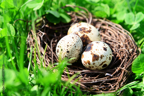 Nest with bird eggs over green bush background