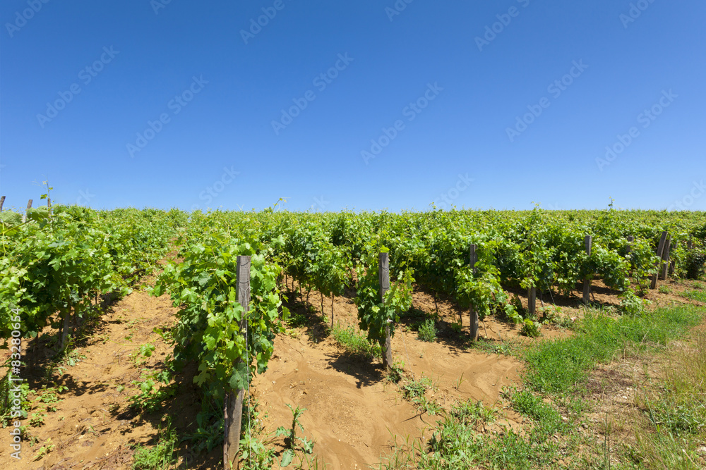 Vineyards and clear blue sky