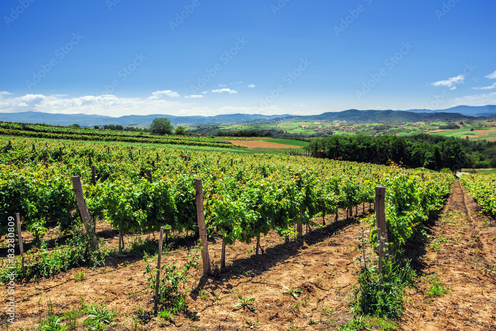 Vineyards in summer