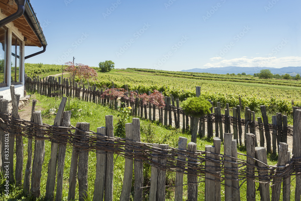 Vineyards in front of old house