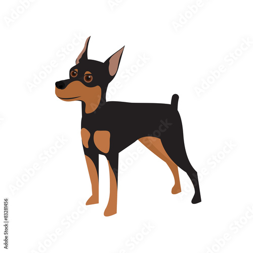  Miniature Pinscher