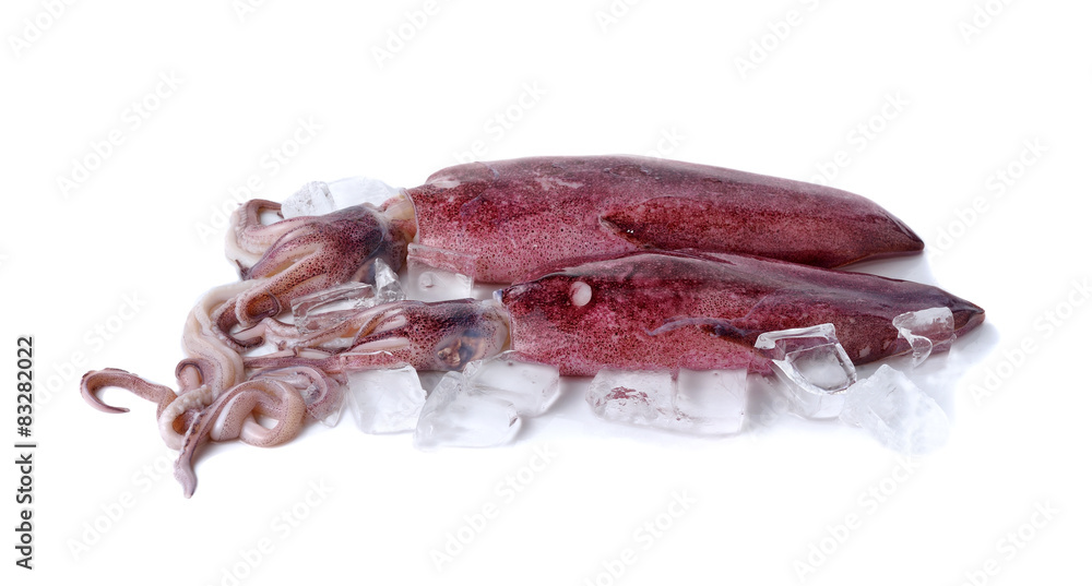 fresh whole round squid with ice cube on white background fresh whole round squid with ice cube on white background