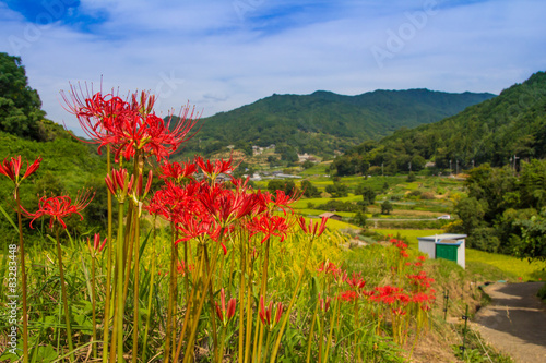 彼岸花と棚田の風景