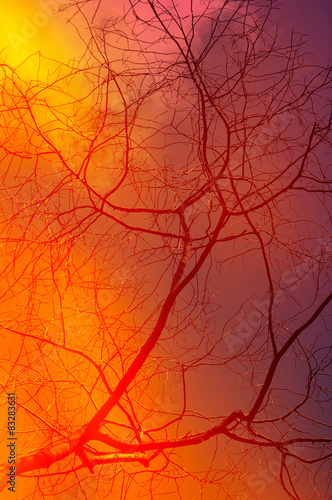 double exposed dry branch and evening sky