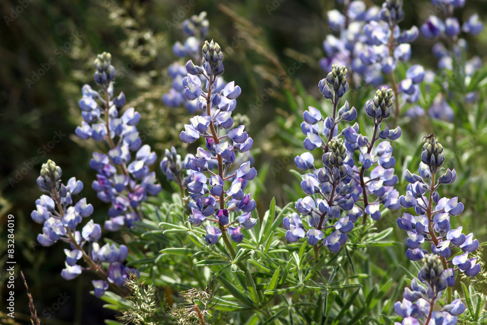 Wild Big-leaf Lupine - Lupinus polyphyllus