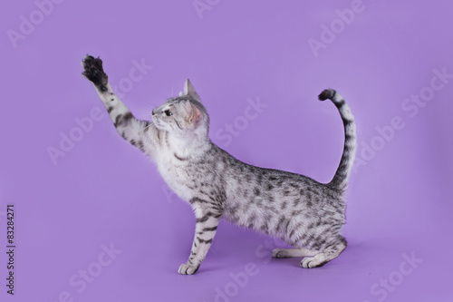 Quadro em tela Egyptian Mau kitten isolated on a colored background
