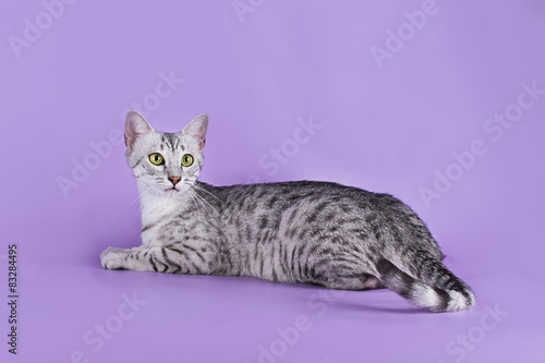Foto Egyptian Mau kitten isolated on a colored background
