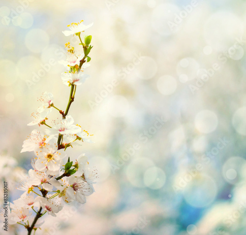 Beautiful plum bracnh with flowers against blured backgroiund