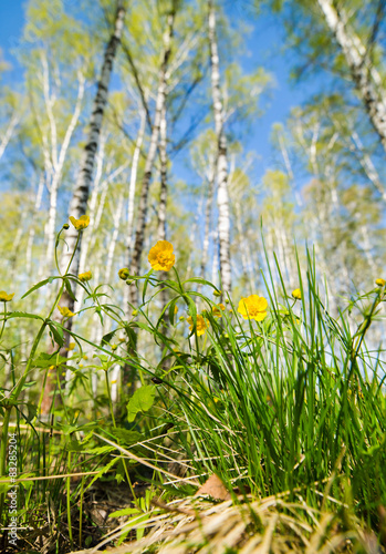 yellow flowers in a birch forest