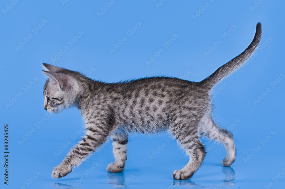 Egyptian Mau kitten isolated on a background Stock-foto | Stock