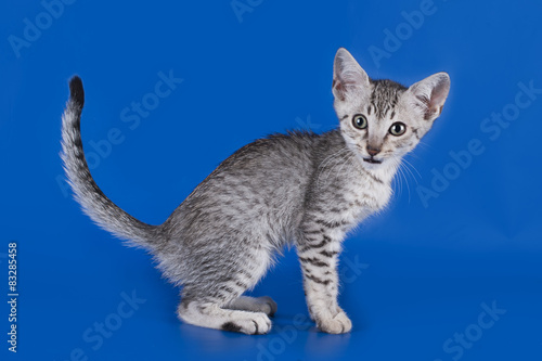 Obraz na płótnie Egyptian Mau kitten isolated on a colored background