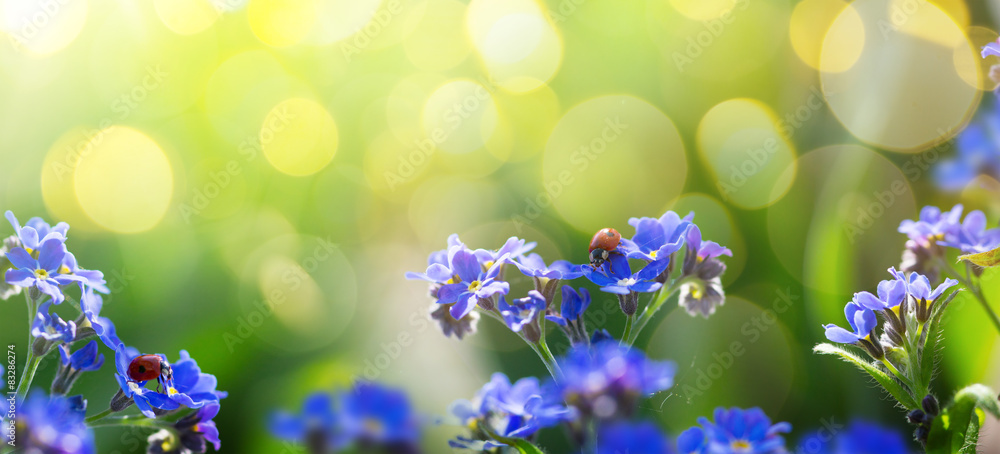 art spring or summer background with forget-me-not flower - obrazy, fototapety, plakaty 