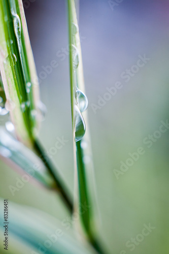 Morning dew on blades of grass during sunrise