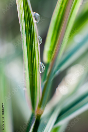 Morning dew on blades of grass during sunrise