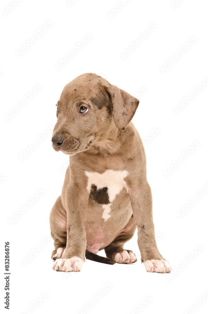 Sad pit bull puppy sitting isolated on white background