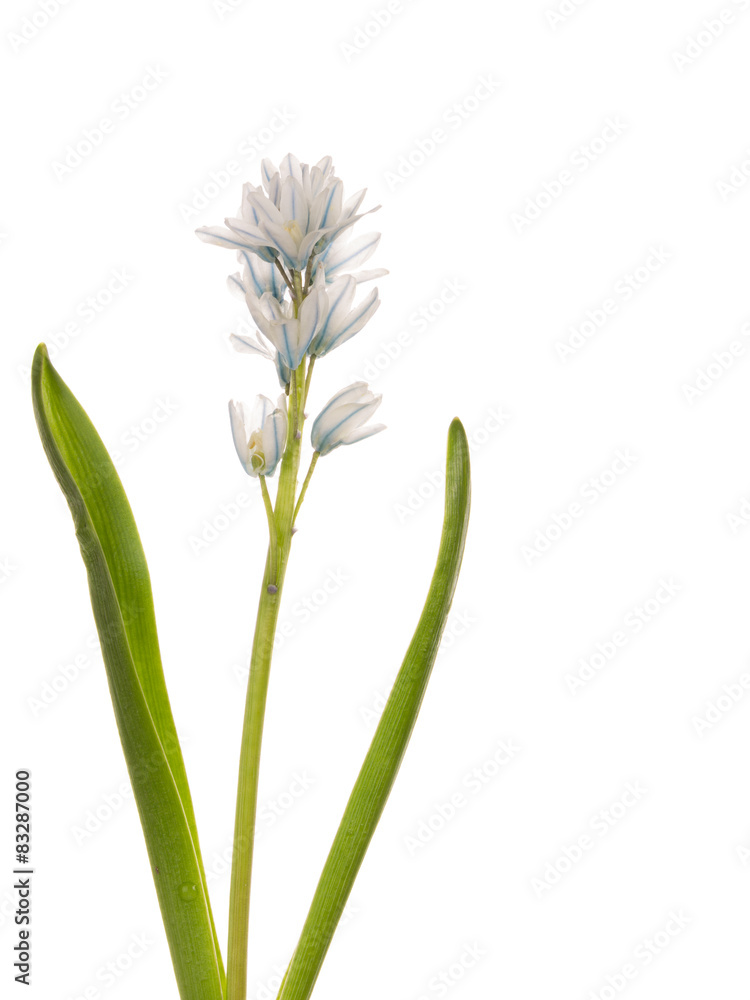 flower Puschkinia niatsintnoides