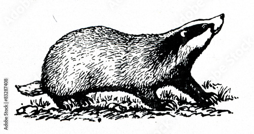 Canvas Print European badger (Meles meles)