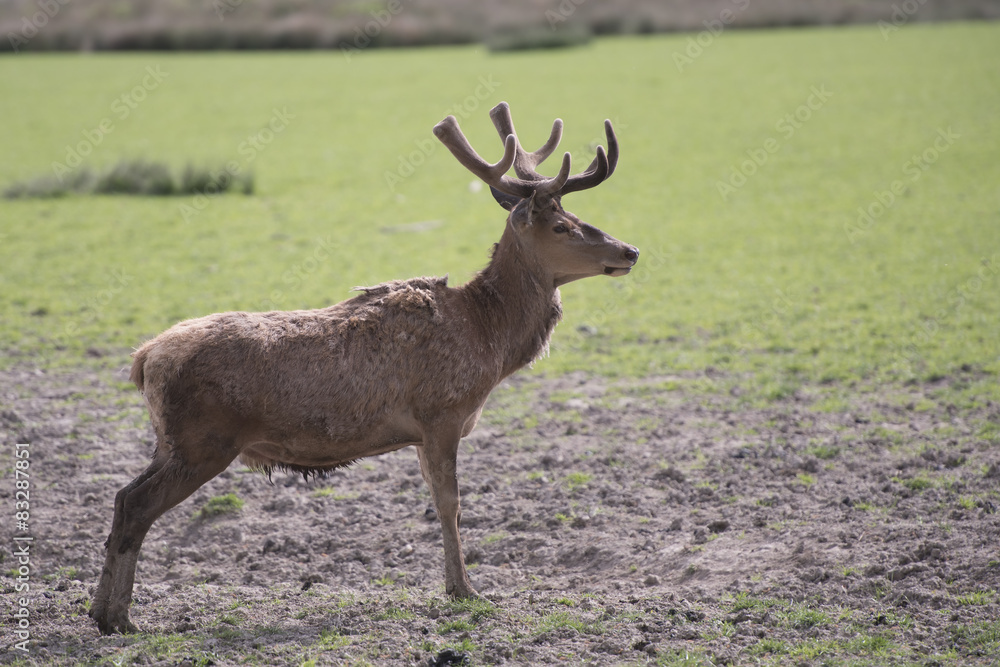 the deer the deer