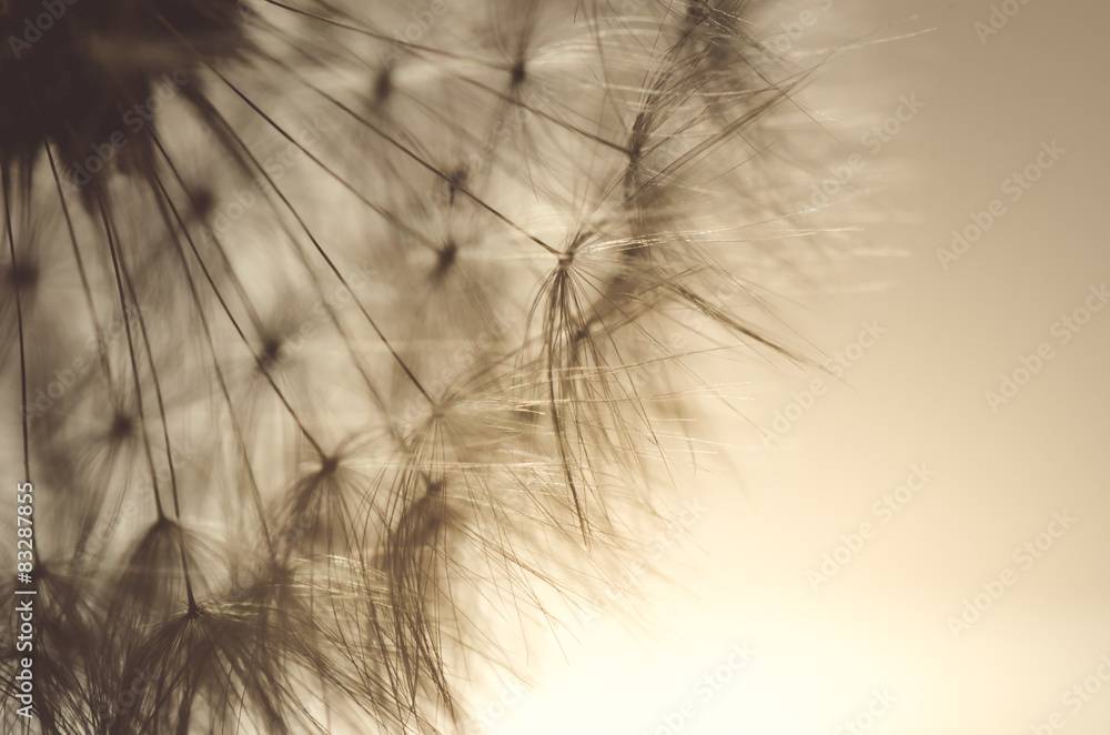 Fototapeta premium Löwenzahn