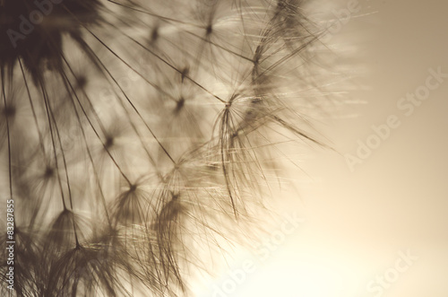 Fototapeta Naklejka Na Ścianę i Meble -  Löwenzahn