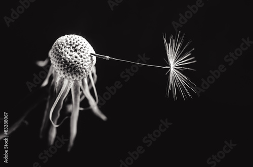 Fototapeta Naklejka Na Ścianę i Meble -  Löwenzahn