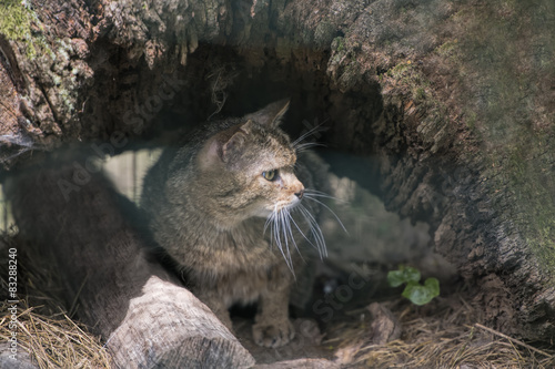 Canvas Print wild cat