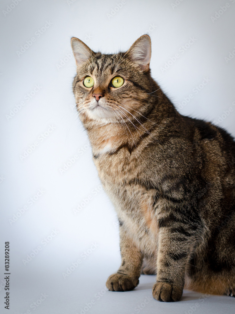 portrait of cat (white background)