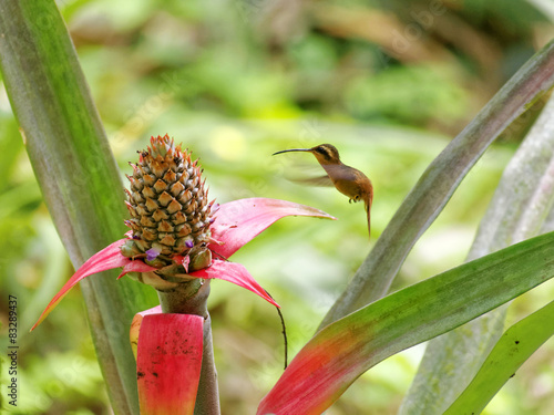 Sandoval lake reddish hermit