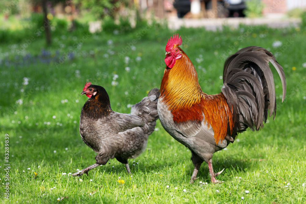 Chicken on the meadow