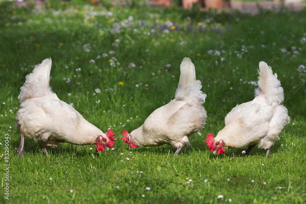 Fototapeta premium Chicken on the meadow, breed: Bresse