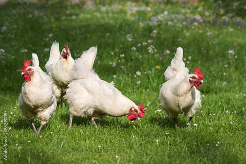 Chicken on the meadow, breed: Bresse