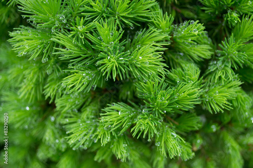 spruce with water drops