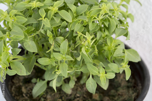 Wallpaper Mural Fesleğen Torontodigital.ca