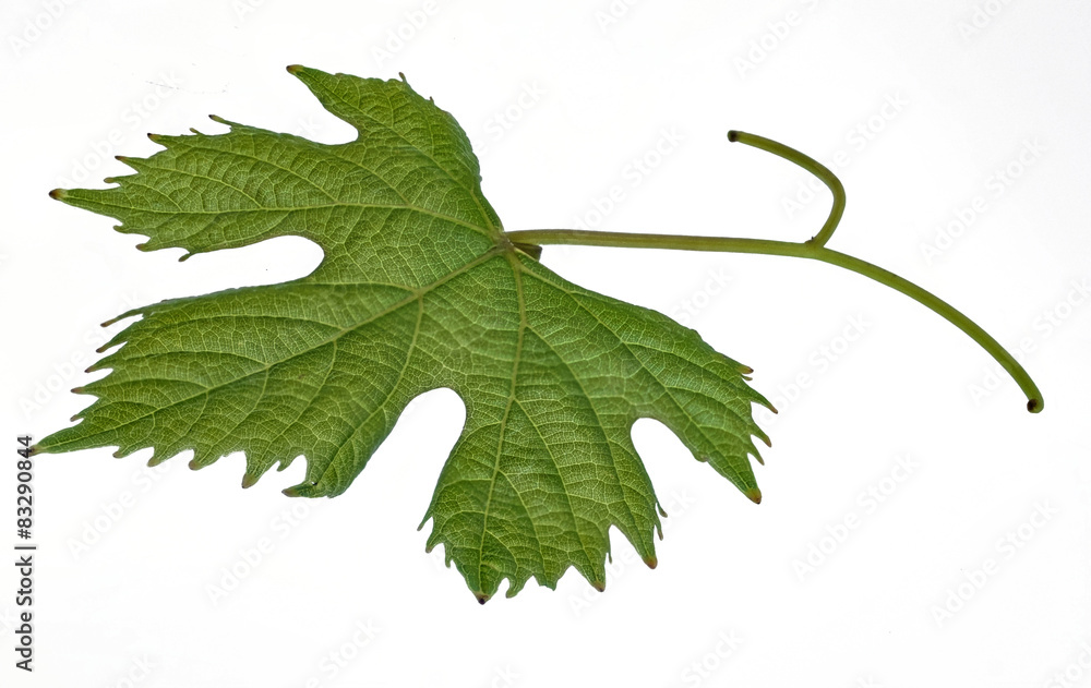 Fototapeta premium gruenes Weinblatt Freisteller