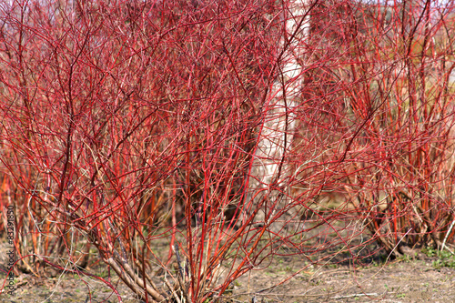 Cornus alba - Dogwood winter