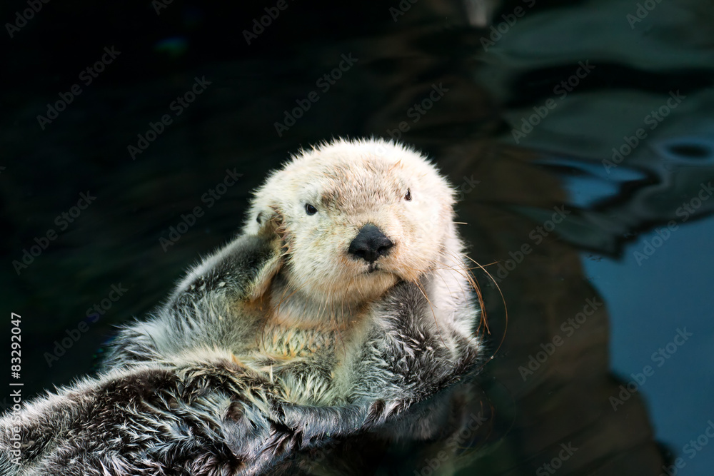 Sea otter