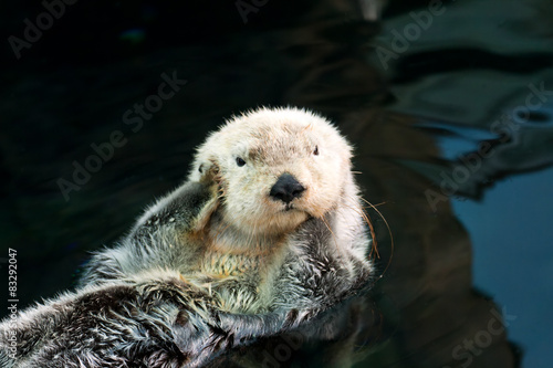 Sea otter © YuliaB