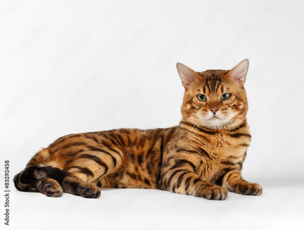 Bengal Cat on White background and Looking in camera Bengal Cat on White background and Looking in camera