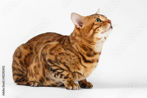 Bengal Cat on White background and Looking up