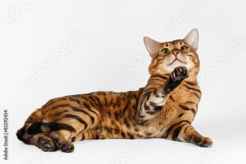 Bengal Cat on White background and Looking in camera © seregraff