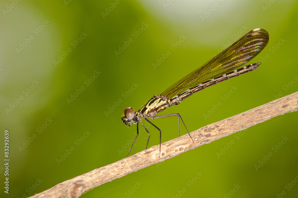 Portrait of damselfly - Pseudagrion microcephalum Portrait of damselfly - Pseudagrion microcephalum