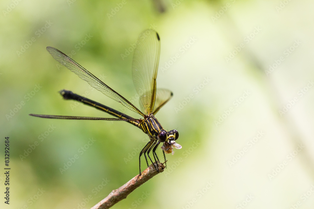 Portrait of damselfly - Black-banded Gossamerwing Portrait of damselfly - Black-banded Gossamerwing