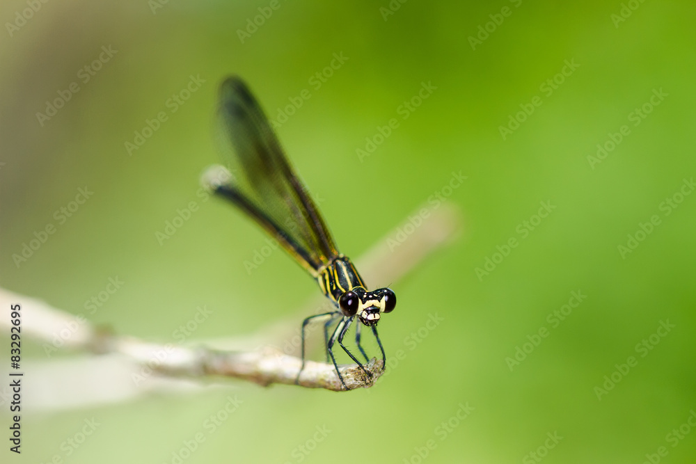 Portrait of damselfly - Black-banded Gossamerwing Portrait of damselfly - Black-banded Gossamerwing