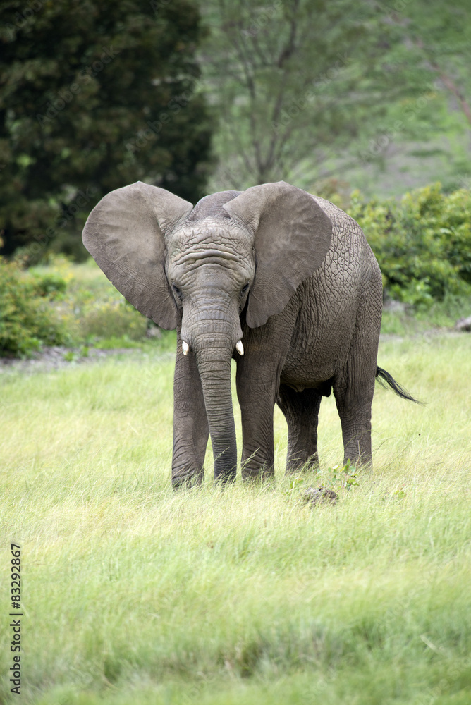 Young African elephant with ears blowing forward