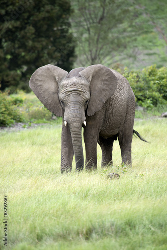 Young African elephant with ears blowing forward © petert2