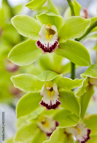 Fototapeta Naklejka Na Ścianę i Meble -  Blur abstract floral background of light green orchids 