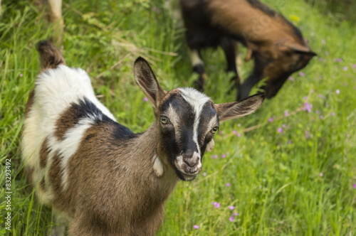 Young goat in the field