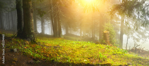 Fotografie Green glade in deep misty wood